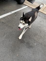 Found/Stray Male Dog last seen In Spanish range apmts near building 2105, Mesquite, TX 75149