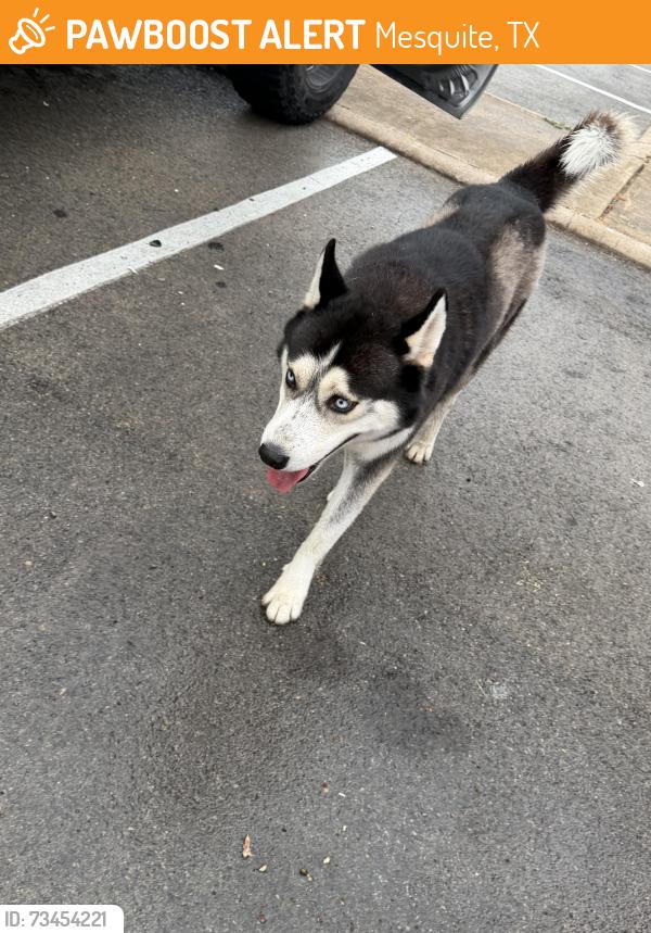 Found/Stray Male Dog last seen In Spanish range apmts near building 2105, Mesquite, TX 75149