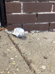 Found/Stray Unknown Bird last seen not sure the , it’s right by the door, Batavia, IL 60510