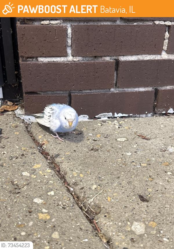 Found/Stray Unknown Bird last seen not sure the , it’s right by the door, Batavia, IL 60510