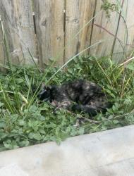 Found/Stray Female Cat last seen Green hse rd, Katy, TX 77449