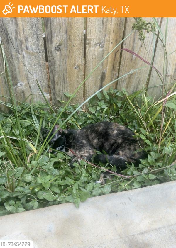 Found/Stray Female Cat last seen Green hse rd, Katy, TX 77449