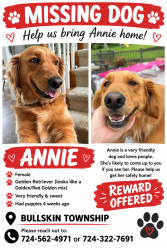 Lost Female Dog last seen Near Bullskin firehall, Bullskin Township, PA 15425