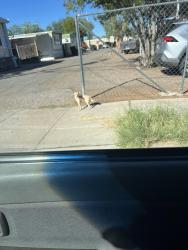 Found/Stray Unknown Dog last seen Shady Haven Mobile Home Park Pima/Columbus, Tucson, AZ 85712