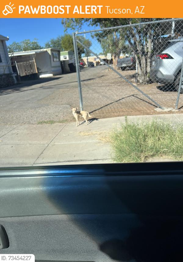Found/Stray Unknown Dog last seen Shady Haven Mobile Home Park Pima/Columbus, Tucson, AZ 85712