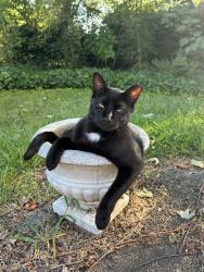 Lost Male Cat last seen Mapleton Dr, Greenville, SC 29607