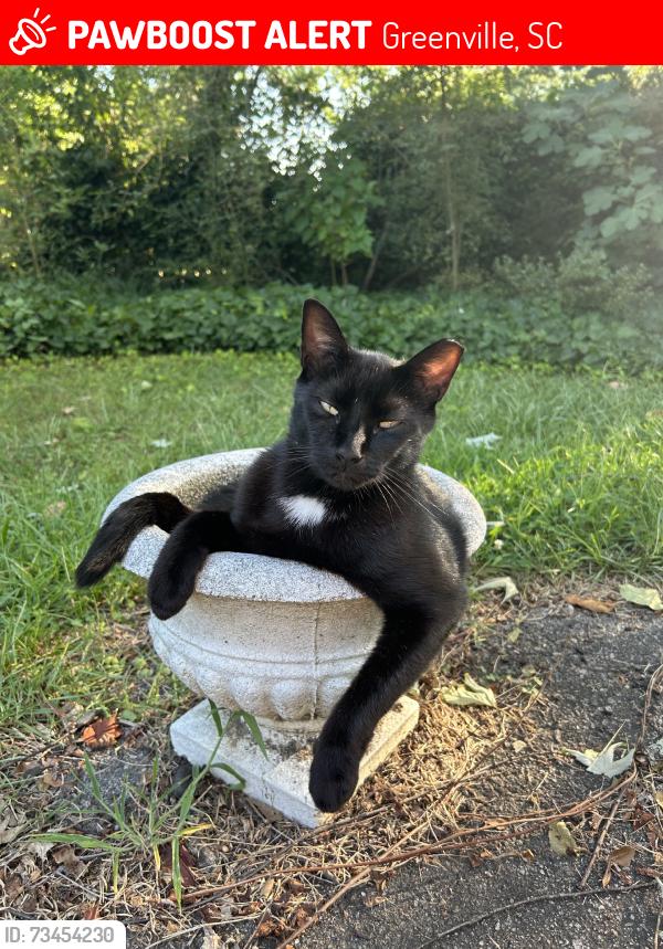 Lost Male Cat last seen Mapleton Dr, Greenville, SC 29607