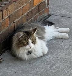 Lost Male Cat last seen Osuna and academy, Albuquerque, NM 87111