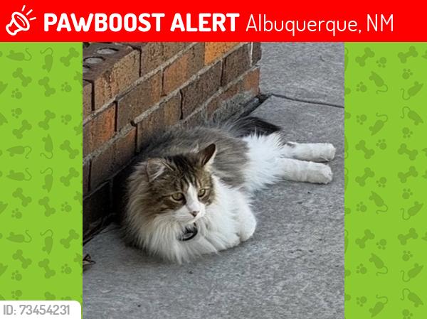 Lost Male Cat last seen Osuna and academy, Albuquerque, NM 87111
