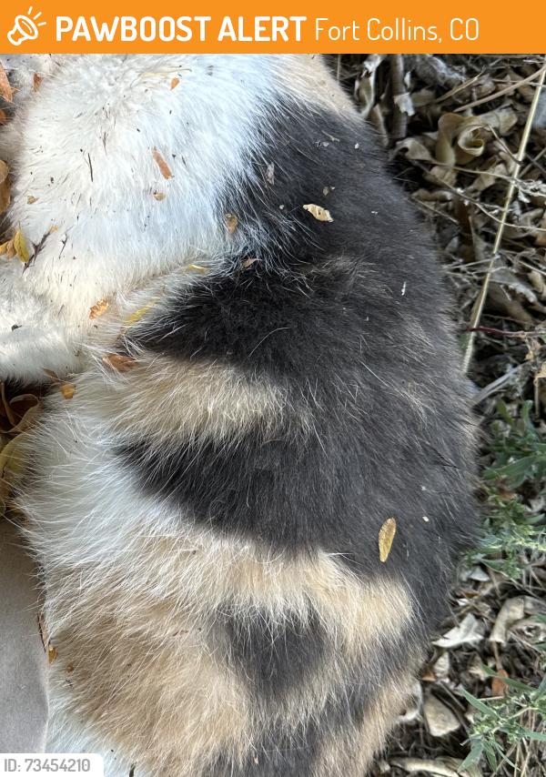 Found/Stray Unknown Cat last seen E. Prospect, South side of road, between Riverside and Timberline, relocated under tree in parkway strip, in front of old Sutherlands parking lot, Fort Collins, CO 80527