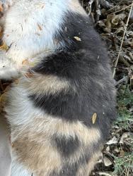 Found/Stray Unknown Cat last seen E. Prospect, South side of road, between Riverside and Timberline, relocated under tree in parkway strip, in front of old Sutherlands parking lot, Fort Collins, CO 80527