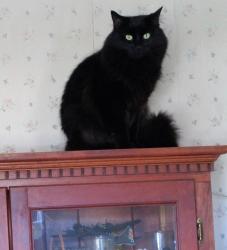 Lost Male Cat last seen Near Dysinger Rd APT 2, Lockport, NY 14094