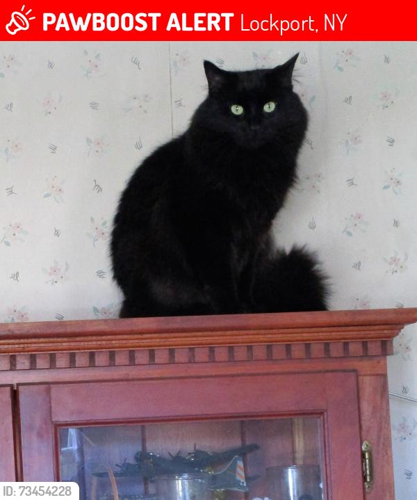 Lost Male Cat last seen Near Dysinger Rd APT 2, Lockport, NY 14094