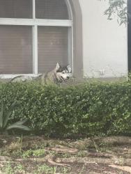 Found/Stray Male Dog last seen Miami, Miami, FL 33177