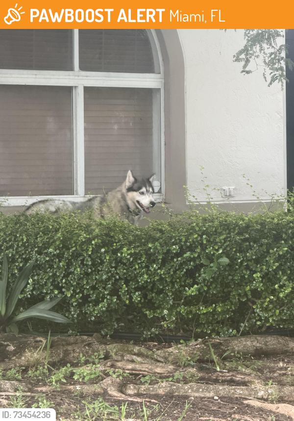 Found/Stray Male Dog last seen Miami, Miami, FL 33177