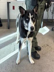 Shelter Stray Female Dog last seen MAGGIO RANCH APARTMENT AND COMMONWEALTH AVE, 1920 S Lewis, Mesa, AZ 85210, USA