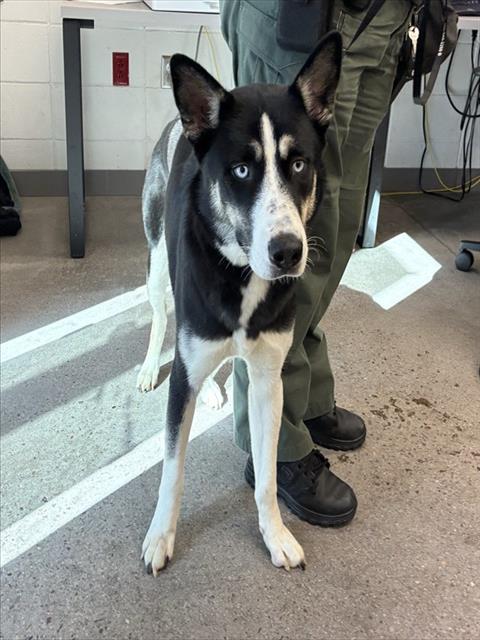 Shelter Stray Female Dog last seen MAGGIO RANCH APARTMENT AND COMMONWEALTH AVE, 1920 S Lewis, Mesa, AZ 85210, USA