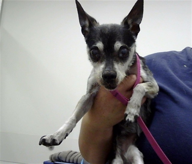 Shelter Stray Female Dog last seen MCDOWELL RD AND PIMA RD, 1920 S Lewis, Mesa, AZ 85210, USA