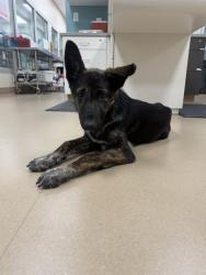 Shelter Stray Female Dog last seen GRANT LINE RD / WATERMAN RD, 9150 Union Park Way, Elk Grove, CA 95624, USA