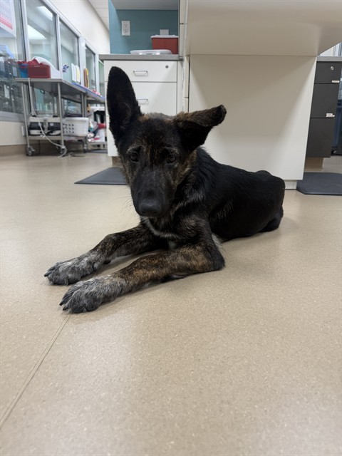 Shelter Stray Female Dog last seen GRANT LINE RD / WATERMAN RD, 9150 Union Park Way, Elk Grove, CA 95624, USA
