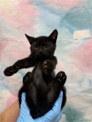 Shelter Stray Female Cat last seen GRANTLINE RD / ALEILANI LN, 9150 Union Park Way, Elk Grove, CA 95624, USA