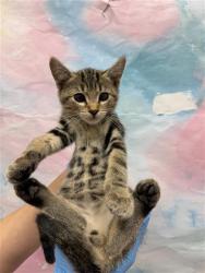 Shelter Stray Male Cat last seen GRANTLINE RD / ALEILANI LN, 9150 Union Park Way, Elk Grove, CA 95624, USA