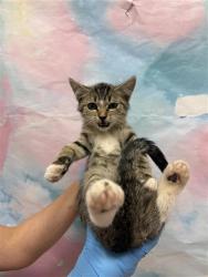 Shelter Stray Male Cat last seen GRANTLINE RD / ALEILANI LN, 9150 Union Park Way, Elk Grove, CA 95624, USA