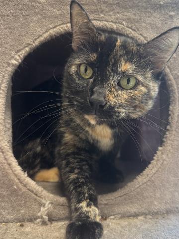 Shelter Stray Female Cat last seen , 957 N Gaffey St, San Pedro, CA 90731, USA