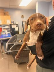 Shelter Stray Male Dog last seen 195TH AVE AND NORWICH DR, 2500 S 27th Ave, Phoenix, AZ 85009, USA