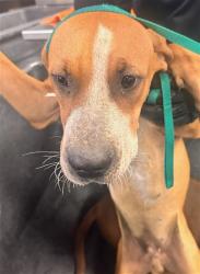 Shelter Stray Male Dog last seen 195TH AVE AND NORWICH DR, 2500 S 27th Ave, Phoenix, AZ 85009, USA