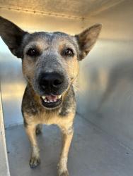 Shelter Stray Female Dog last seen DOBBINS RD AND 331ST AVE, 2500 S 27th Ave, Phoenix, AZ 85009, USA