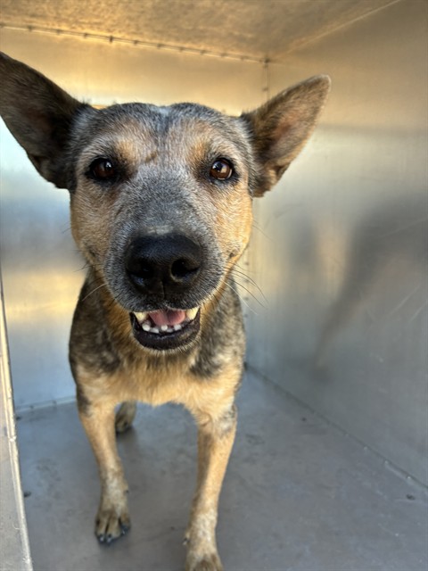 Shelter Stray Female Dog last seen DOBBINS RD AND 331ST AVE, 2500 S 27th Ave, Phoenix, AZ 85009, USA