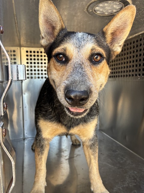 Shelter Stray Male Dog last seen DOBBINS RD AND 331ST AVE, 2500 S 27th Ave, Phoenix, AZ 85009, USA