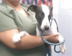 Shelter Stray Female Dog last seen NARRAMORE RD AND GARNET RD, 2500 S 27th Ave, Phoenix, AZ 85009, USA