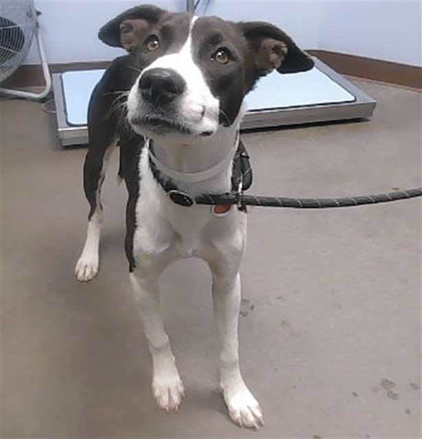 Shelter Stray Female Dog last seen NARRAMORE RD AND GARNET RD, 2500 S 27th Ave, Phoenix, AZ 85009, USA