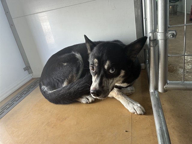 Shelter Stray Female Dog last seen 91ST AVE AND LATHAM ST, 2500 S 27th Ave, Phoenix, AZ 85009, USA