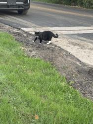 Found/Stray Unknown Cat last seen Tanner lake in Oakdale, Washington County, MN 55128