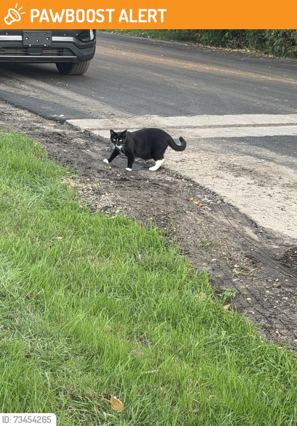 Found/Stray Unknown Cat last seen Tanner lake in Oakdale, Washington County, MN 55128