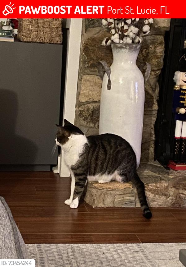 Lost Male Cat last seen Candlewood Rd., Port St. Lucie, FL 34987