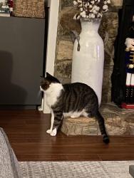 Lost Male Cat last seen Candlewood Rd., Port St. Lucie, FL 34987