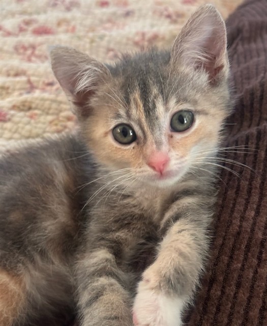 Shelter Stray Female Cat last seen FRONT ST & BROADWAY, 2127 Front St, Sacramento, CA 95818, USA