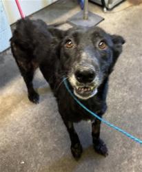 Shelter Stray Female Dog last seen NORWOOD BYP & NORWOOD AVE, 2127 Front St, Sacramento, CA 95818, USA