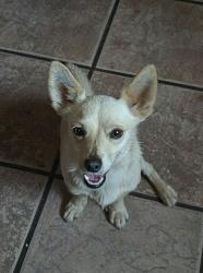 Reunited Male Dog last seen 87th Avenue and Osborn Road, Phoenix, AZ 85037