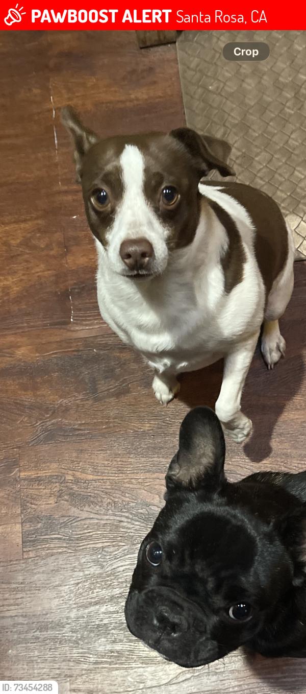 Lost Male Dog last seen Riebli, Santa Rosa, CA 95404