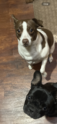 Lost Male Dog last seen Riebli, Santa Rosa, CA 95404