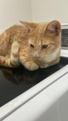 Lost Male Cat last seen Vega st near inwood forest, Houston, TX 77088