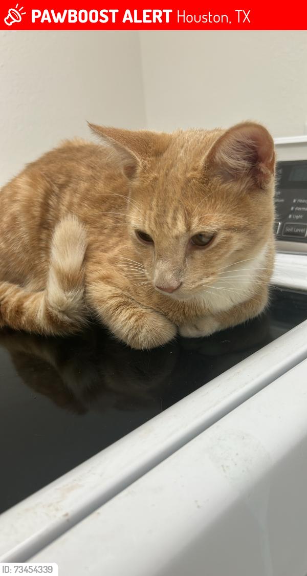 Lost Male Cat last seen Vega st near inwood forest, Houston, TX 77088