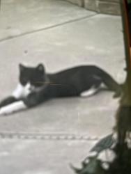 Lost Male Cat last seen Alex street, Turlock, CA 95382