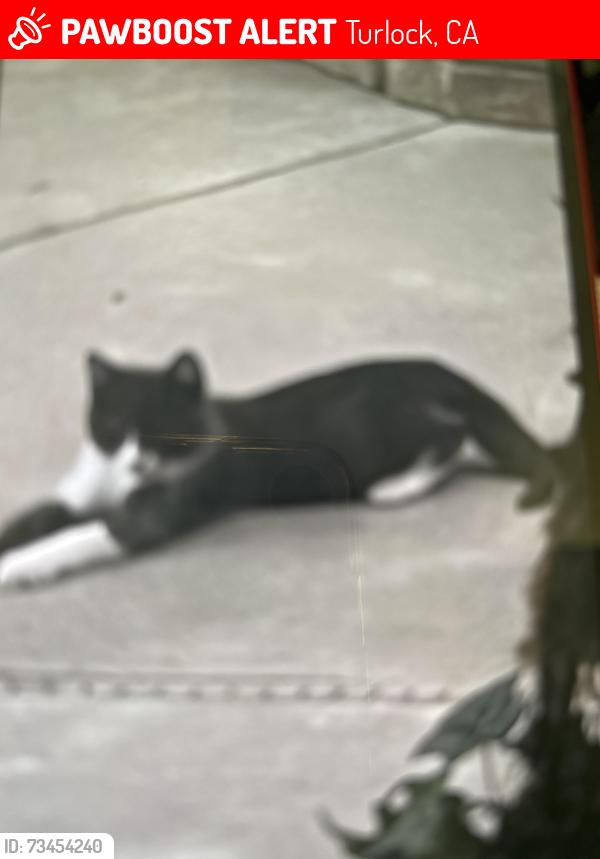 Lost Male Cat last seen Alex street, Turlock, CA 95382