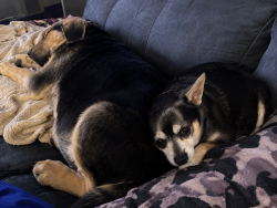Reunited Unknown Dog last seen Near Currie mill rd, Jackson Springs, NC 27281